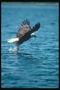 Summer. Bald eagle flies against the backdrop of the water, grabs the fish