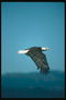 Summer. Bald eagle in flight against the sky