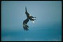 Kesä. Bald eagle diving