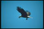 Mùa hè. Bald eagle flies against the backdrop of the sky, khai thác trong các beak
