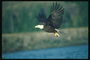 Verão. Bald águia voa contra o pano de fundo de lagos, montanhas, florestas, com produção em suas garras