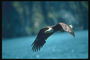Sommar. Bald Eagle flyger mot bakgrund av sjön, på jakt efter mat