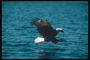 夏。 白頭ワシは、湖を背景に飛ぶと、魚の攻撃を受けて