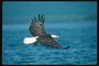 Summer. Bald eagle flies against the backdrop of the lake, in search of mining