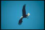 Kesä. Bald eagle huiman vuonna taivaalla