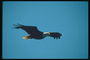 Kesä. Flight Bald eagle