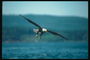Leto. Orol bielohlavý lieta na pozadí jazere, pri hľadaní potravy