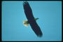 Sommer. Flug Weißkopfseeadler