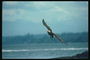 Summer. Flight Bald eagle