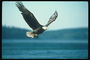 Vară. Bald Eagle zboară pe fondul de lac