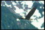 Bald Eagle fliegt vor dem Hintergrund der schneebedeckten Berge