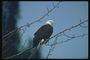 Mùa hè. Bald eagle ngồi trong một cây