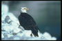 Vinter. Bald Eagle sitter i snøen, mot bakteppet av vatnet