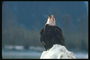 Mùa đông. Bald eagle ngồi trên một snowdrift, hôn nhân bài hát