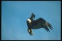 Kesä. Bald eagle huiman vuonna taivaalla