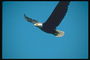 Mùa hè. Bay lên trên không bald eagle in the sky