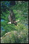 Summer. Bald eagle flies against a background of rocks, greenery