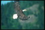 Summer. Bald eagle flies against the backdrop of green mountains