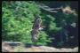 Sommar. Bald Eagle flyger mot bakgrund av gröna berg