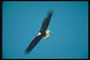 Verão. Bald águia voa contra o pano de fundo o céu em busca de mineração