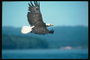 Verão. Bald águia voa contra o pano de fundo do lago