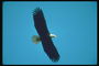 Summer. Bald eagle flies against the backdrop of the sky in search of mining