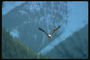 Sommar. Bald Eagle flyger mot bakgrund av snöklädda berg
