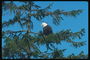 Mùa xuân. Bald eagle ngồi trên một cây thông