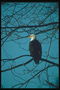 Mùa xuân. Bald eagle ngồi trên một cây mà không có lá