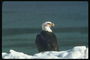 Primăvară. Bald Eagle stă în zăpadă