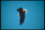 Mola. Bald águia voa contra o pano de fundo o céu em busca de alimento
