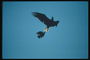 Vår. To flying eagle på bakgrunn av himmelen