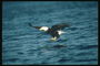 Mola. Bald águia voa contra o pano de fundo do lago