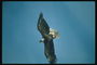 Mùa xuân. Bay lên trên không bald eagle in the sky