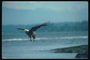 Vår. Bald Eagle flyger mot bakgrund av sjön