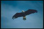 Jousi. Bald eagle huiman vuonna taivaalla