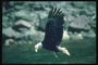 Jar. Bald orla s korisťou v jej pazúry, na pozadí hornín a vody