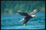 Mùa xuân. Bald eagle flies against the backdrop of the coast