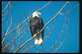 Đầu mùa thu. Bald eagle ngồi trong một cây
