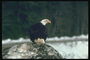 Mùa xuân. Bald eagle ngồi trên đá