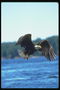 Vera. Tullac shqiponjë fluturon përkundër sfondit të liqenit