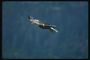 Mola. Bald águia voa contra o pano de fundo a floresta