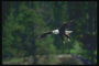 Mola. Bald águia voa acima da floresta em busca de mineração