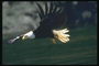 Verão. Bald águia voa contra o pano de fundo de uma costa