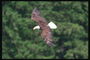 Spring. Bald eagle flies against the backdrop of green mountains