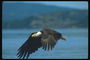 Spring. Bald eagle, wild, flying against the backdrop of the lake