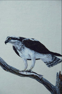 Орел с белым оперением на животе и черными крыльями. Рыба в когтях