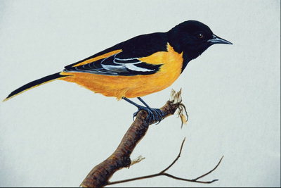Птица с ярко-оранжевым животом