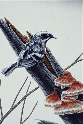 Птичка в черно-белом тоне. Коричневые грибы на стволе дерева