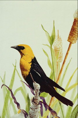 Птица с желтым перьям на голове и на груди